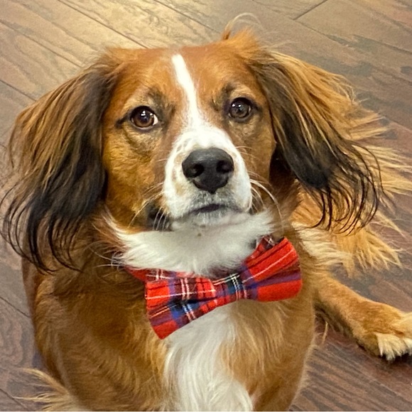 Meet your Posher, Susan - Picture 1 of 1